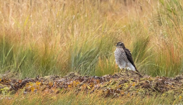 VARPUSHAUKKOJEN MUUTTO ON VIELÄ AIKA VAATIMATONTA