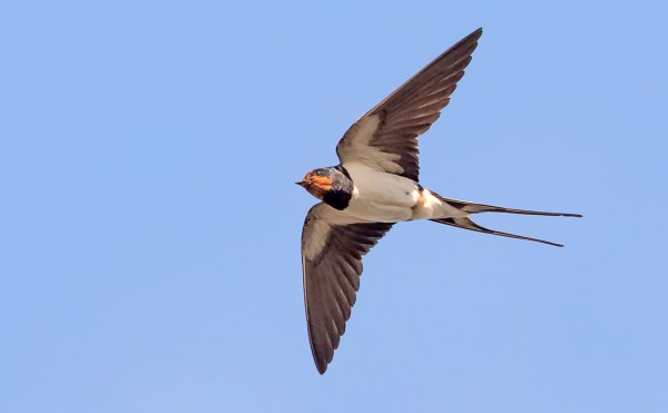 HAARAPÄÄSKYJÄ NÄKYY EDELLEEN PÄIVITTÄIN