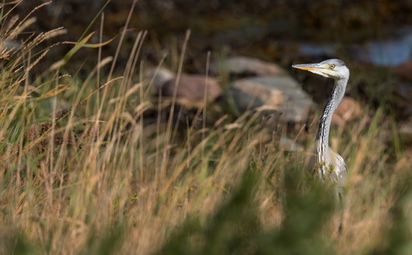 HARMAAHAIKARA LYMYILEE ITÄRANNALLA
