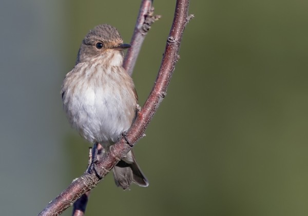 HARMAASIEPPOJA ON 1-5 PÄIVÄSSÄ