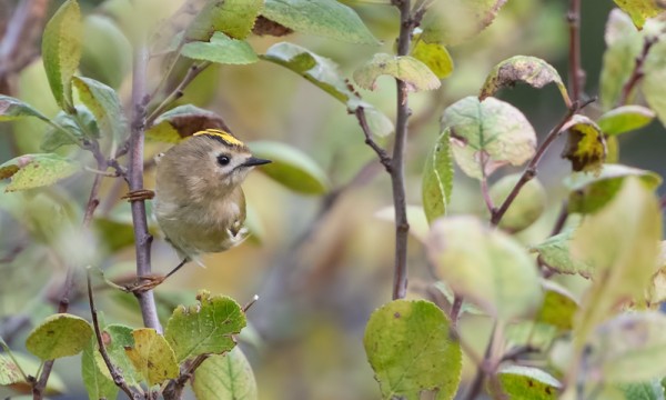 HIPPIÄISTEN SYYSMUUTTO ON KÄYNNISSÄ