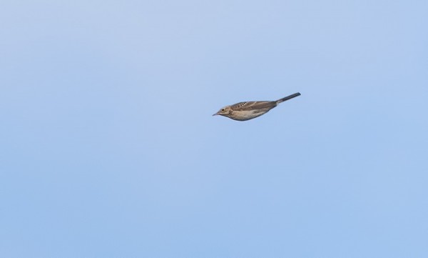 ISOKIRVINEN LÖYTYI JÄLLEEN TUTULTA PAIKALTA - ITÄNIITYN REUNALTA