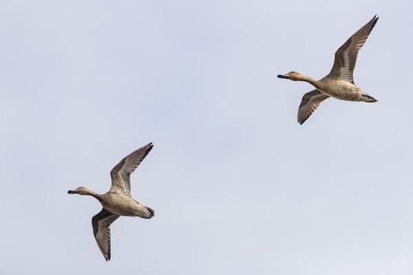 JOUHISORSIA NÄKYY SILLOIN TÄLLÖIN