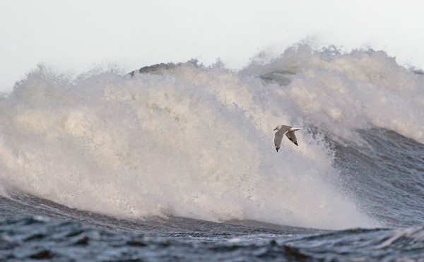 TÄNÄÄN OLI KOMEAA ALLOKKOA, JOSTA KALALOKIT PITIVÄT SILMINNÄHDEN