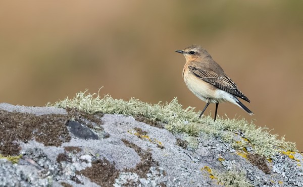 MUUTAMIA KIVITASKUJA NÄKYY PÄIVITTÄIN