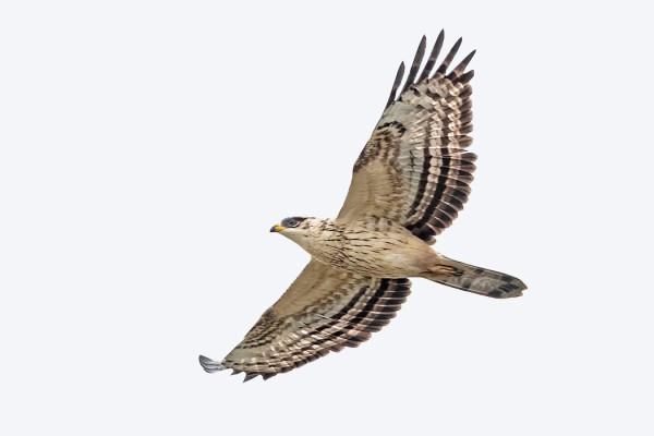 KAUNIIN VAALEA NUORI MEHILÄISHAUKKA MUUTTI MATALALLA TALOMME YLI