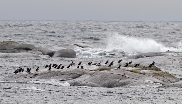 MERIMETSOJA KERÄÄNTYY UTÖN VESILLE MUUTTOAIKAAN