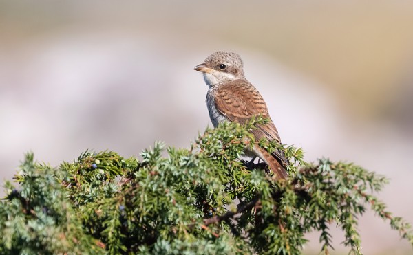 PIKKULEPINKÄINEN VIIHTYY EDELLEEN SAARESSA