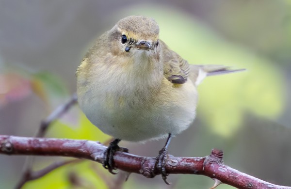 LINNUT KULJETTAVAT USEIN PUNKKEJA, TÄSSÄ PUNKKI TILTALTIN NOKAN PIELESSÄ