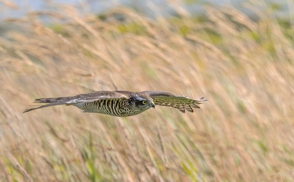 VARPUSHAUKKOJEN MUUTTO JATKUU MELKO HILJAISENA
