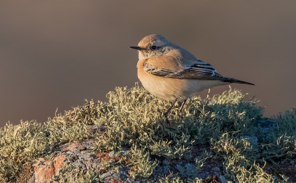 UTÖN AAVIKKOTASKU ILTAVALOISSA