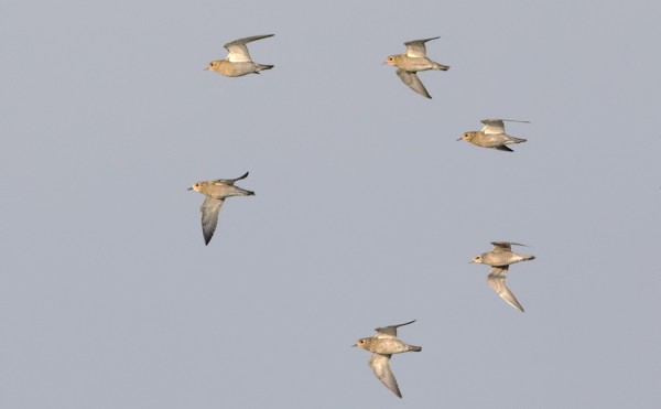 amerikankurmitsa_09_Kemionsaari_10_18