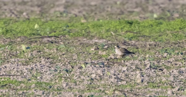 LASKEUTUNEENA AMERIKANKURMITSA PYSYTTELI KOKO AJAN TURHANKIN KAUKANA KUVAAMISTA AJATELLEN