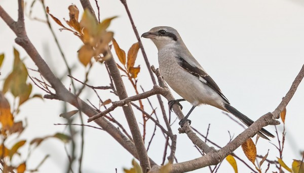 NUORI ISOLEPINKÄINEN RARIPUSKASSA