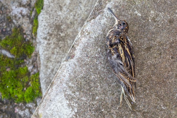 JÄNKÄKURPPA OLI KUOLLEENA MAJAKAN JUURELLA