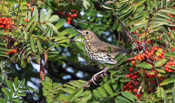 PIHLAJANMARJAT HOUKUTTAVAT LAULURASTAITA