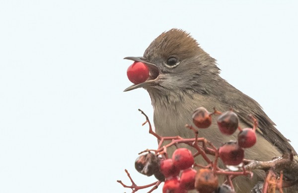 ...KUTEN MYÖS MUSTAPÄÄKERTULLE