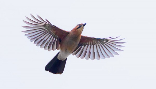 NÄRHI, PARIKIN, ON JÄÄNYT PYÖRIMÄÄN SAARELLE