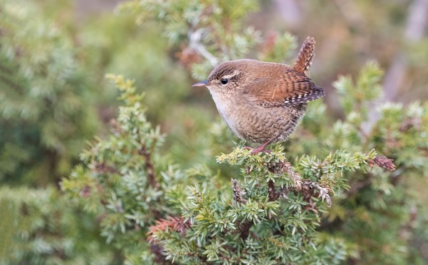 MUUTAMA PEUKALOINEN NÄKYY EDELLEEN JOKA PÄIVÄ