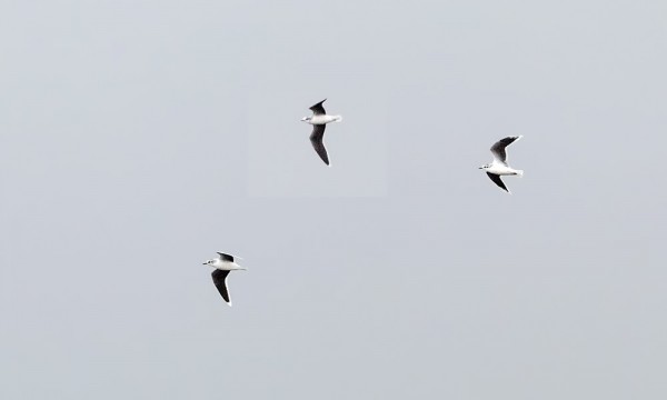 PIKKULOKKEJA MUUTTI TÄNÄÄN HIENOSTI