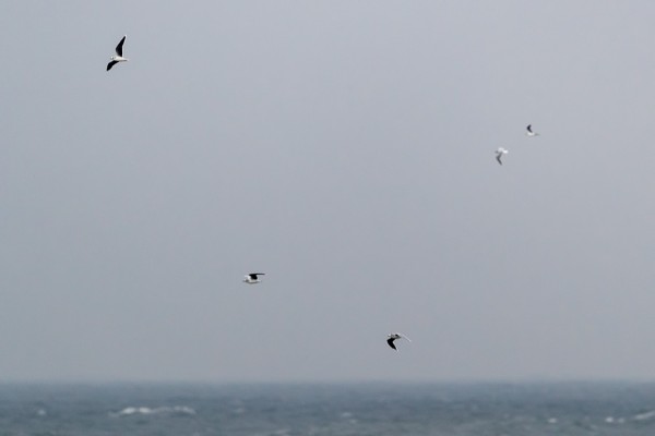 pikkulokki_02_Korppoo_10_18