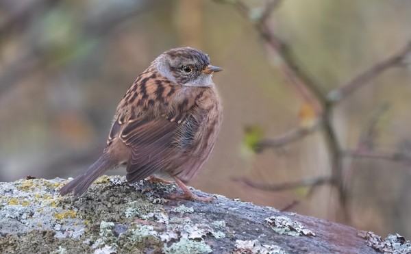 RAUTIAISIA OLI TÄNÄÄN KYMMENIÄ