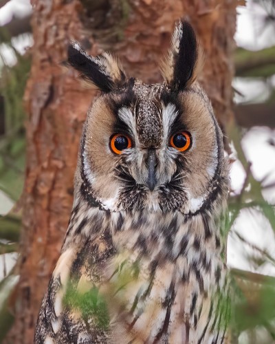 SARVIPÖLLÖ KILLISTELI GAMLA POSTENILLA