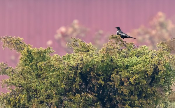 KOMEA SEPELRASTAS NÄYTTÄYTYI HELIKOPTERIKENTÄN LÄHELLÄ