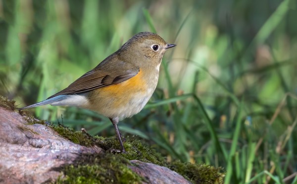 SINIPYRSTÖ ILAHDUTTI - LAJO ON NYKYÄÄN LÄHES VUOSITTAINEN VIERAS