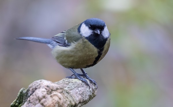 MEIDÄN SAUNALLA ON NÄYTTÄYTYNYT EPÄTAVALLISEN TUMMAN VÄRINEN TALITIAINEN