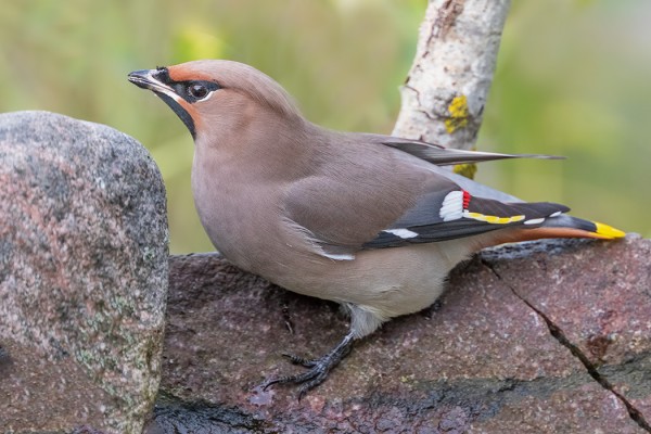 TILHIÄ ON NYT RUNSAASTI, VESIKIN MAISTUU