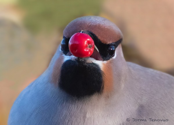 TILHILLE MAISTUVAT MARJAT