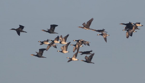 HANHET JA MERIMETSOT MUUTTAVAT HARVOIN SEKAPARVISSA - UTÖSSÄ NÄKYI KUITENKIN TÄLLAINEN PARVI