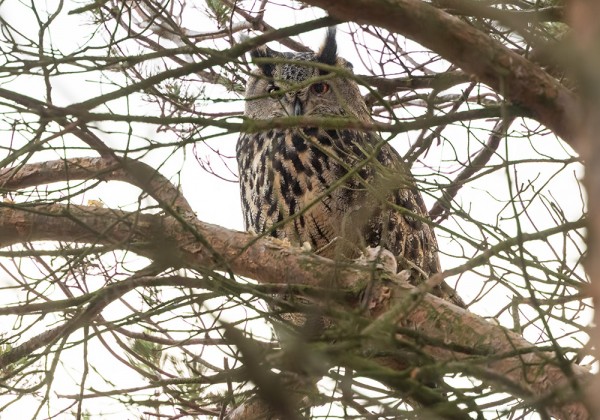 HUUHKAJA PIILOTTELI OKSIEN TAKANA GP:N MÄNNIKÖSSÄ