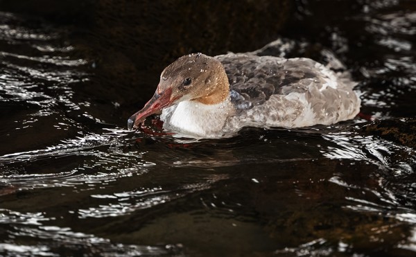 ISOKOSKELOITA ALKAA SAAPUA MANTEREEN SUUNNALTA TALVEHTIMAAN UTÖHÖN