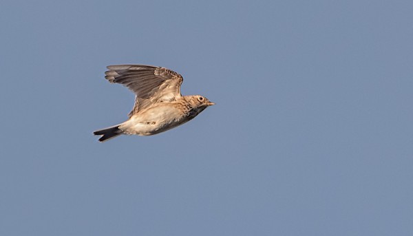 KIURUJA VIIVYTTELEE VIELÄ 1-2 YKSILÖÄ