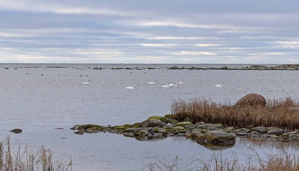 KYHMYJOUTSENIA ALKAA KERÄÄNTYÄ SAAREN RANNOILLE TALVEN LÄHESTYESSÄ (Kuva: Outi Sarjakoski)