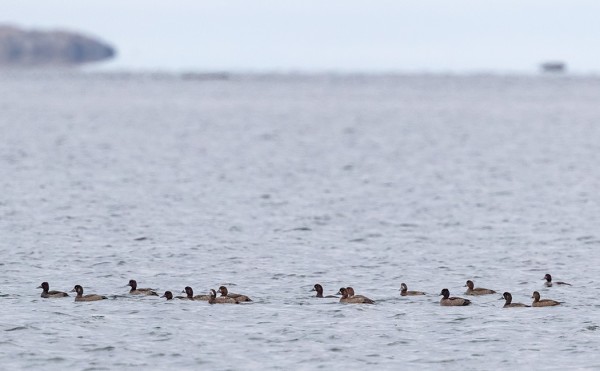 LAPASOTKIEN JA TUKKASOTKIEN SEKAPARVI LIIKKUU SATAMALAHDELLA