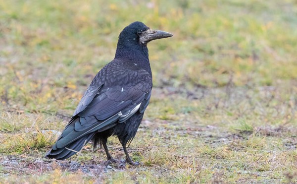 MUSTAVARIS, JOLLA ON SIIVESSÄ VALKOISIA SULKIA, OLESKELEE SAARESSA
