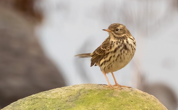 NIITTYKIRVISIÄ ON EDELLEEN LUKUISIA