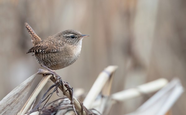 PEUKALOISIA ON SAARESSA VIELÄ USEITA