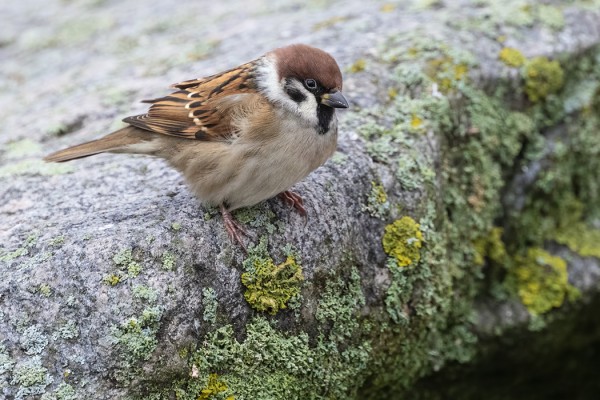 PARI PIKKUVARPUSTA VIIHTYY VIELÄ SAARESSA