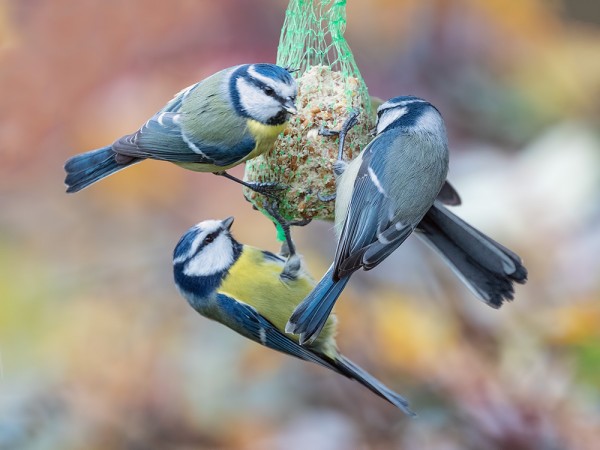 SINITIAISIA ON LUKUISASTI SEKÄ MAASTOSSA ETTÄ RUOKINNOILLA