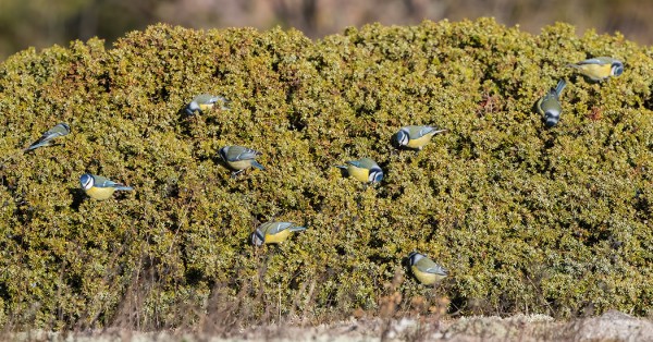 sinitiainen_06_Korppoo_10_18