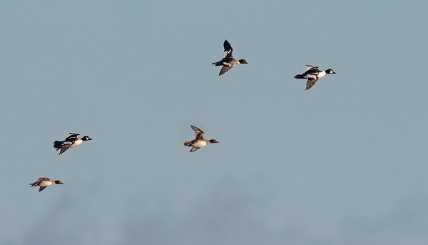 TELKKÄMÄÄRÄT OVAT KASVUSSA KUN TALVI LÄHESTYY