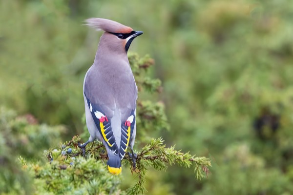 TILHIÄ ON PIENIÄ MÄÄRIÄ PÄIVITTÄIN