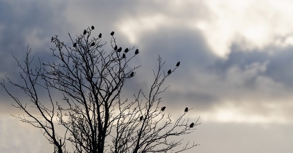 TILHET MIETTIVÄT ETTÄ JATKAAKO MATKAA ITÄMEREN YLI VAIKO EI?