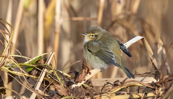 TILTALTTI ITÄRANNAN RUOVIKOSSA