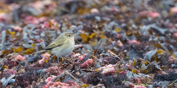 tiltaltti_05_Korppoo_11_18