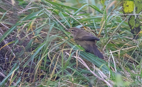 ITÄRANNALLA ON MUUTAMA TAVALLINEN TILTALTTI JA YKSI OMITUISEN TUMMANRUSKEA TILTALTTI, JOKA EROAA RUSKOUUNILINNUSTA MM KOKOTUMMAN NOKAN JA VÄHÄISEMMÄN SKJ:N PERUSTEELLA